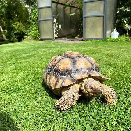 Pansiyon Clos Sanouva, Fougere