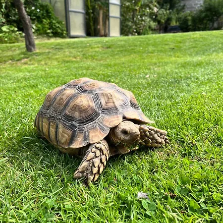 Clos Sanouva, Fougere Le Breuil-en-Auge