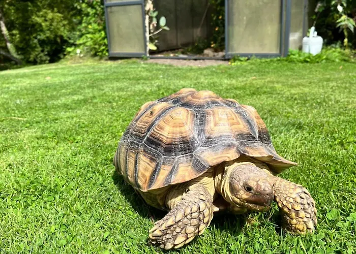 Séjour chez l'habitant Clos Sanouva, Fougere
