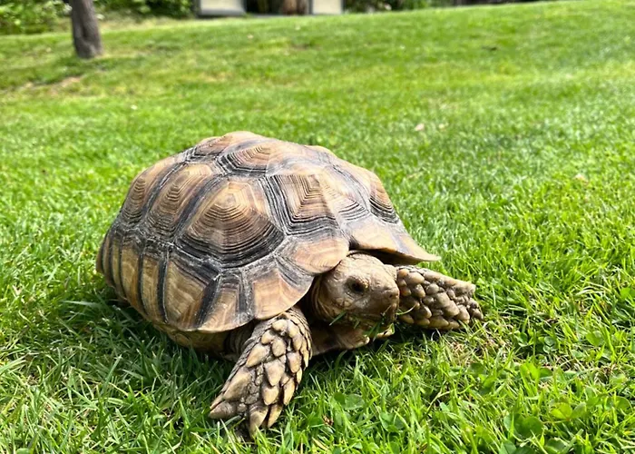 Clos Sanouva, Fougere Le Breuil-en-Auge